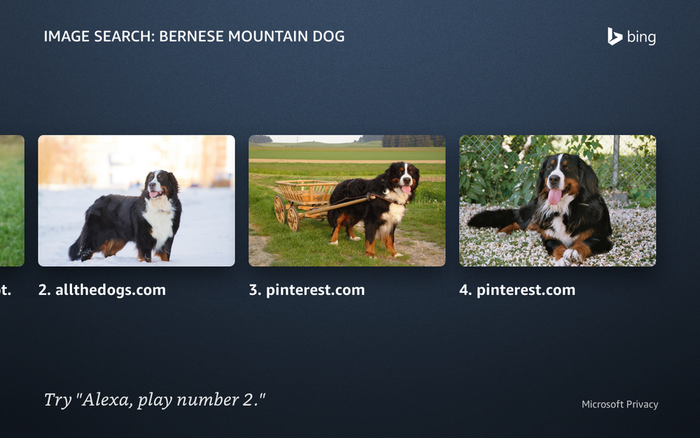 show me bernese mountain dog